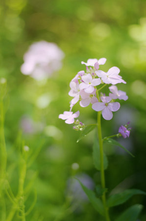 Wild damsel rocket with warm sunlight gradient on blurred background of lemon lime foliage with vertical orientationの写真素材