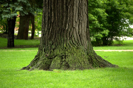 Big moss-covered tree trunk on green grass with background trees and leavesの写真素材