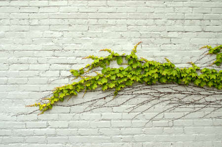 Green ivy on painted white brick wallの写真素材