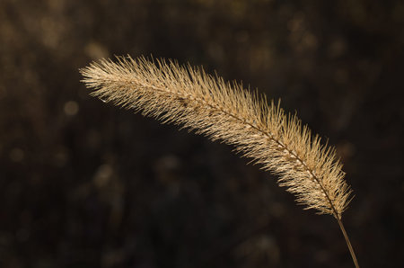 Backlit wild rye in fall