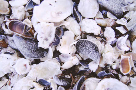 Heavy frost on shells on the shore of the Hood Canal in Washington, USA.の写真素材