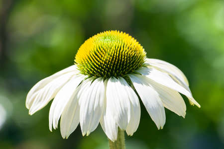 White flower with big yellow pollenの写真素材