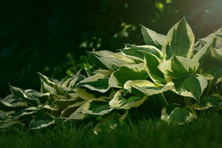 Beautiful nature garden landscape. Fresh green grass, foliage and plants with green and white colored leaves with sunlight beams. Hosta with lush leaves with streaks. Green sunny summer backgroundの写真素材