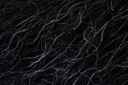 Beautiful dark low key texture background. Gothic moody background. Black, purple and gray abstract nature background texture of dry tree rootsの写真素材