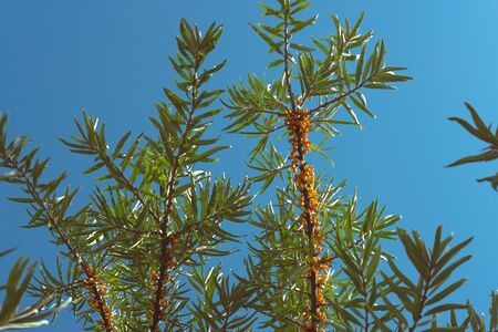 Fresh bright Sea Buckthorn berries on a branch in nature on a sunny day with clear blue sky backgroundの写真素材