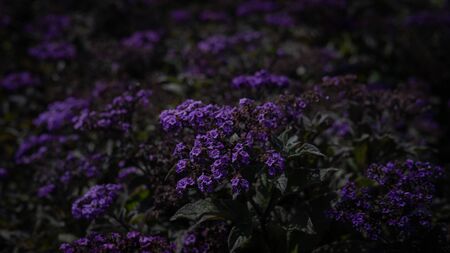 Beautiful purple flowers blossom on a field with dark faded toned backgroundの写真素材