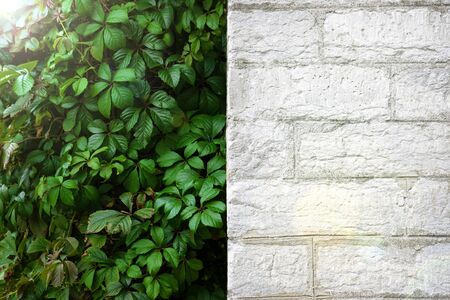 White brick wall and green foliage with sunshine and sunbeams background. Summer background. Close upの写真素材