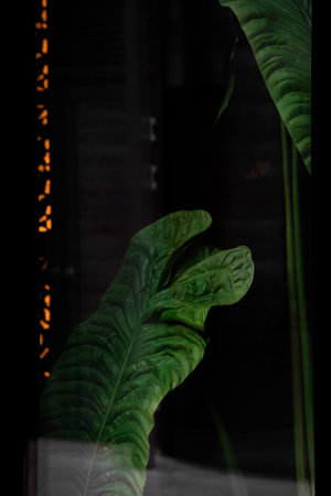 Restaurant window from outside. Window exterior shot with reflection. Tropical plant leaves through...