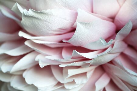 White and pink flower texture background. Artifical peony flower petals. Abstract pastel floral backdrop. Beautiful blossom. Handmade flower. Macro close up, copy space, selective focusの写真素材
