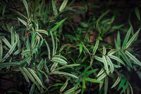 Green tree branches blurred dark background. Foliage through the window. Green plant leaves. Nature background. Close up, copy spaceの写真素材