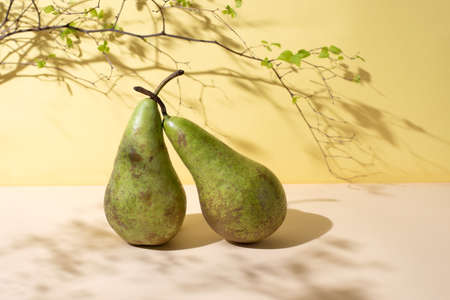 Two green pears on yellow background in sunlight, healthy food concept, close up.の写真素材