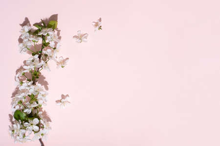 Blossoming cherry branch on pink background in bright sun, spring concept, close up.の写真素材