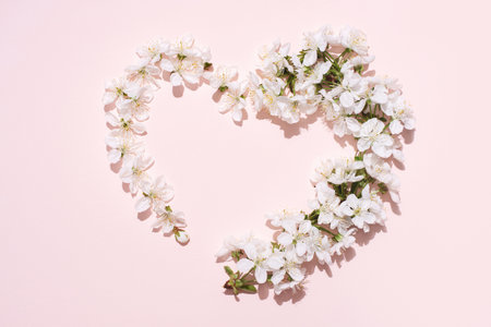 White cherry flowers in the shape of a heart on a pink background in bright sunlight, love, wedding, spring concept, close up.の写真素材