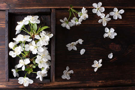 Wooden box with white cherry flowers on a dark wooden background, spring concept, close up.の写真素材