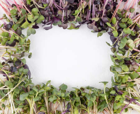 Radish sprouts on a white background, microgreens of vegetables for a healthy eating, close-up.の写真素材