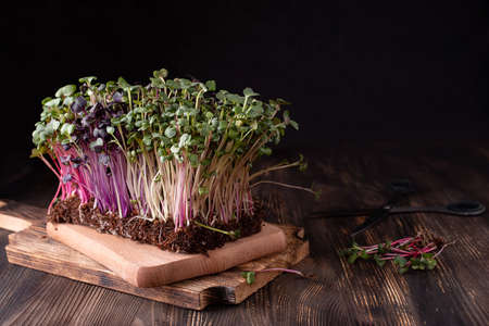 Radish sprouts on a white background, microgreens of vegetables for a healthy eating, close-up.の写真素材
