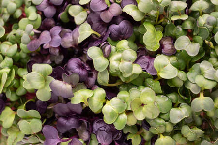 Radish sprouts on a white background, microgreens of vegetables for a healthy eating, close-up.の写真素材