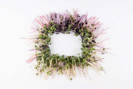 Fresh radish microgreens on a white background, vegetable sprouts in the form of a frame, healthy food concept, copy space.の写真素材