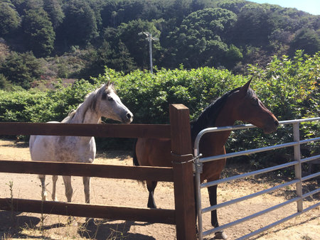 Horses