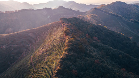 Aerial view of vineyards in autumn at sunset, South Korea
