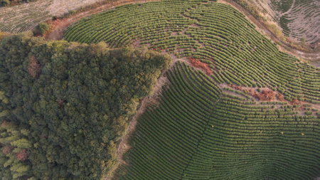 Aerial view of green tea plantation. Top view of tea plantationの写真素材