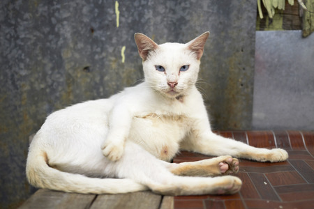 white cat with funny sitting poseの写真素材