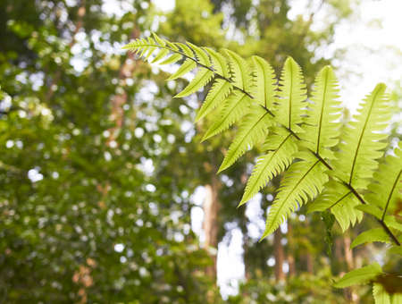 Green leaves backgroundの写真素材