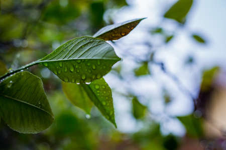lemon leaf after rain in Chileの写真素材