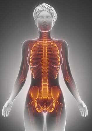 Female torso skeleton scan anatomyの写真素材