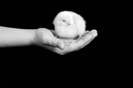 Beautiful  chick in childs hands with black background.の写真素材