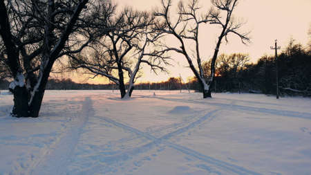 Top view of the winter forest. Aerial survey.の写真素材