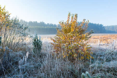 Beautiful landscape with autumnal frost at sunrise. Frozen plants on wild meadow and warm sunlight at cold morning. First signs of winter.の写真素材
