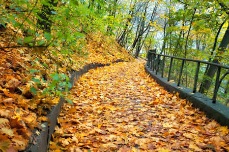 Autumn road strewn with leavesの写真素材