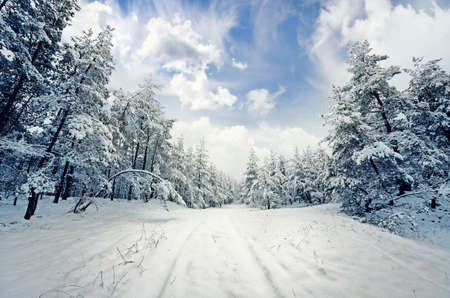 winter scene: road and forest with hoar-frost on treesの写真素材