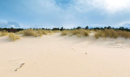Beautiful sea shore with wild grass and shore plants. Baltic sea coast.の写真素材