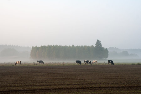 Cows at dawn in mist walking in golden lightの写真素材