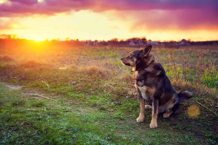 Dog gazing sunset in countrysideの写真素材