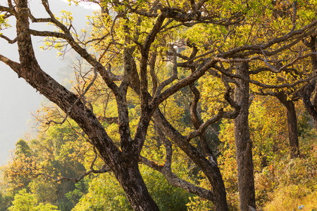 Trees branches and yellow Autumn Leaves background in Bndipur Nepal
