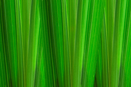 Detailed view of the corn leaf texture. green vegetative texture from a piece of a large leaf.