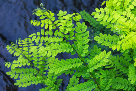 Close up tropical nature green leaf texture background.