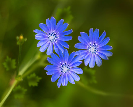 Common chicory or willd chicory flower, family Asteraceae,usually with bright blue flowers. Rome...