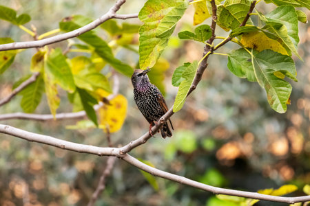 The common starling (Sturnus vulgaris), also known as the European starling, or in the British Isles...