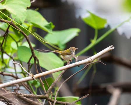 The greenish warbler (Phylloscopus trochiloides) is a widespread leaf warbler with a breeding range...