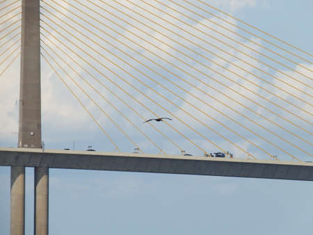 Sunshine Skyway Bridge, Tampa Bay, Florida, Pelican flyingの写真素材