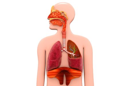 Human Respiratory Systemの写真素材