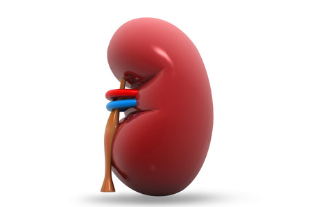 Human kidney