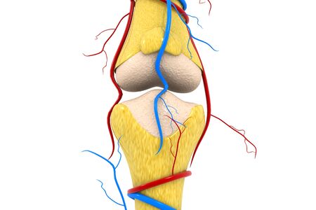 Human knee jointsの写真素材
