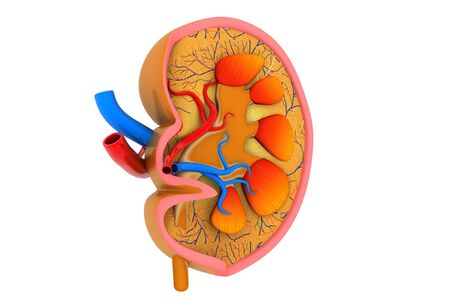 kidney cross sectionの写真素材