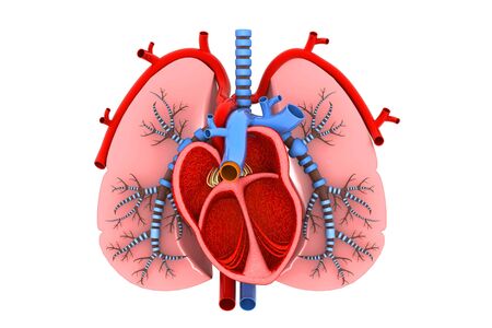 Human heart and lungs cross sectionの写真素材