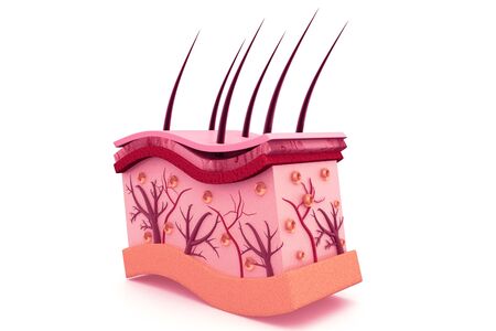 Human skin anatomyの写真素材
